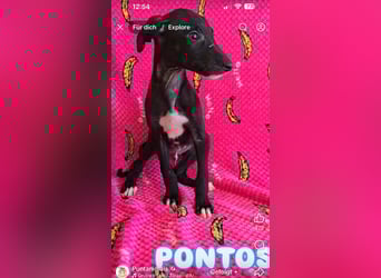 Pontos und Dogos