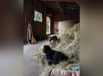 Rudi - befindet sich in einer Pflegestelle in 76593 Gernsbach