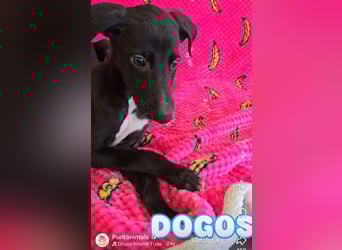 Pontos und Dogos