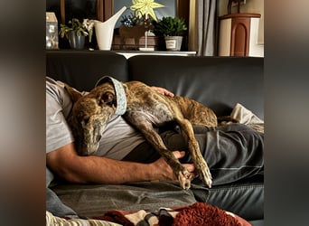 Rudi - befindet sich in einer Pflegestelle in 76593 Gernsbach