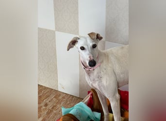 Leni - befindet sich in einer PS in 65366 Geisenheim