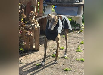 Rudi - befindet sich in einer Pflegestelle in 76593 Gernsbach