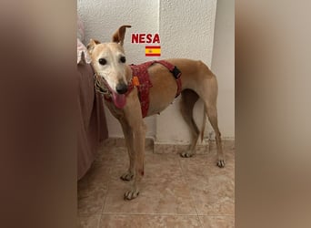 Nesa,geb.11/19,liebes Galgomädchen sucht ihre Familie
