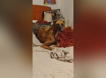 Cenicienta - freundlich und sozial