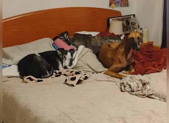 Cenicienta - freundlich und sozial