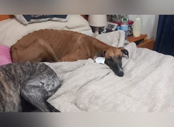 Cenicienta - freundlich und sozial