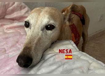 Nesa,geb.11/19,liebes Galgomädchen sucht ihre Familie