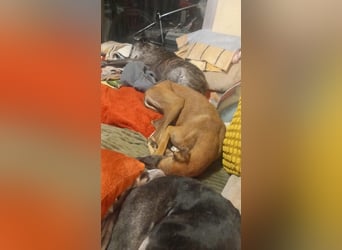 Cenicienta - freundlich und sozial