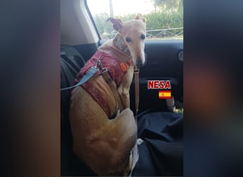 Nesa,geb.11/19,liebes Galgomädchen sucht ihre Familie