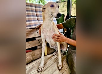 Sanfter Galgo Viento sucht seine Menschen