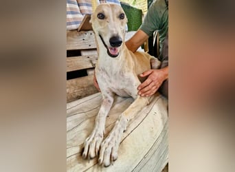 Sanfter Galgo Viento sucht seine Menschen
