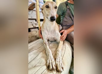 Sanfter Galgo Viento sucht seine Menschen