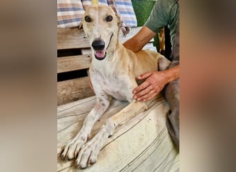 Sanfter Galgo Viento sucht seine Menschen