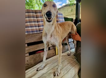 Sanfter Galgo Viento sucht seine Menschen