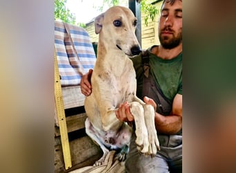 Sanfter Galgo Viento sucht seine Menschen