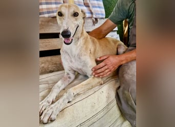 Sanfter Galgo Viento sucht seine Menschen