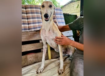 Sanfter Galgo Viento sucht seine Menschen