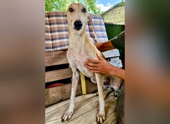 Sanfter Galgo Viento sucht seine Menschen