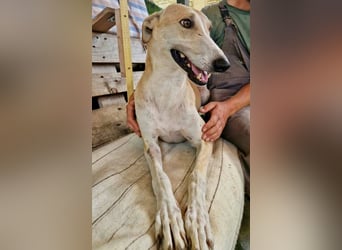 Sanfter Galgo Viento sucht seine Menschen