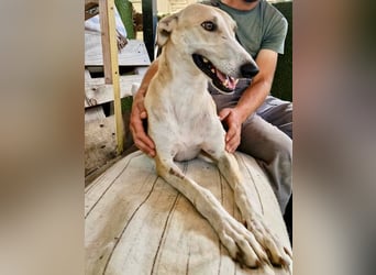 Sanfter Galgo Viento sucht seine Menschen