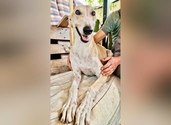 Sanfter Galgo Viento sucht seine Menschen