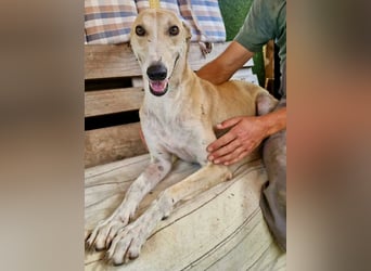 Sanfter Galgo Viento sucht seine Menschen