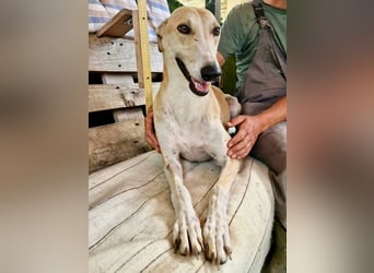 Sanfter Galgo Viento sucht seine Menschen
