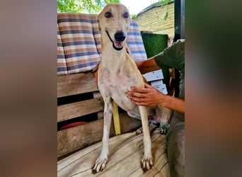 Sanfter Galgo Viento sucht seine Menschen