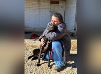 Nister *Dringend Pflegestelle gesucht*