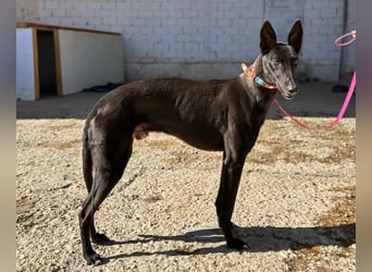 Nister *Dringend Pflegestelle gesucht*