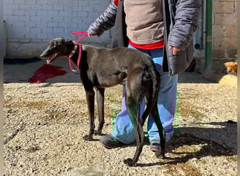 Nister *Dringend Pflegestelle gesucht*