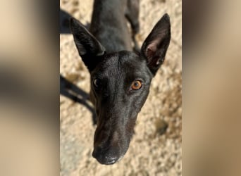 Nister *Dringend Pflegestelle gesucht*