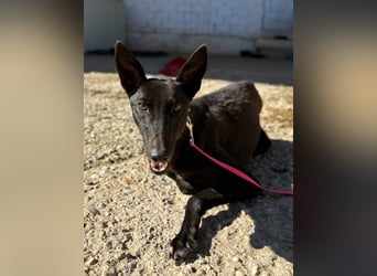 Nister *Dringend Pflegestelle gesucht*