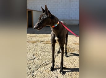 Nister *Dringend Pflegestelle gesucht*