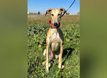 Nyra
