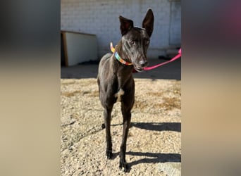 Nister *Dringend Pflegestelle gesucht*