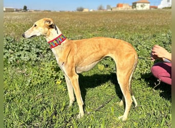 Nyra