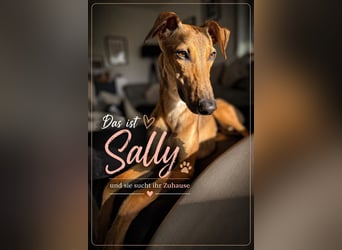 Windhund Sally sucht ein Zuhause