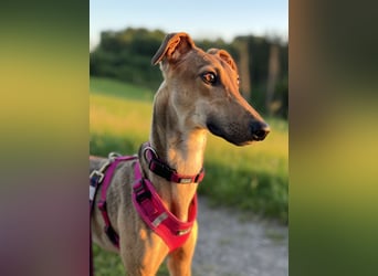 Windhund Sally sucht ein Zuhause