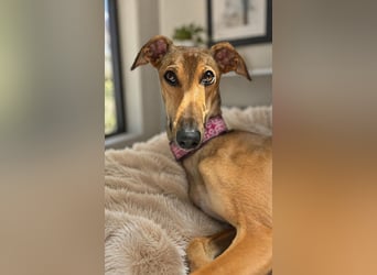 Windhund Sally sucht ein Zuhause