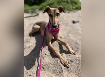 Windhund Sally sucht ein Zuhause