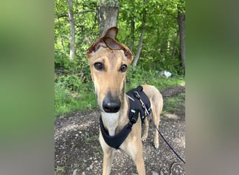 Windhund Sally sucht ein Zuhause