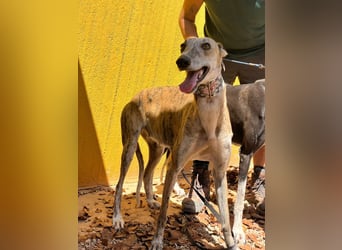 Chica - ein Herz aus Gold ist bereit für ihre eigene Familie