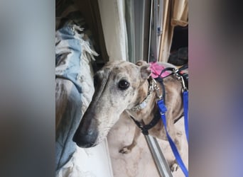 Lea - Mini-Galga möchte gerne zu dir ziehen!