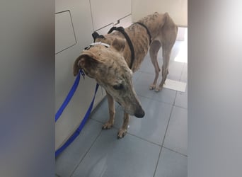 Lea - Mini-Galga möchte gerne zu dir ziehen!