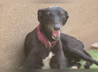 Seniorin Cleo sucht dringend einen warmen Platz vor dem Winter