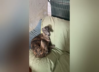 Mercedita - Bonsai-Galga sucht ihr Glück