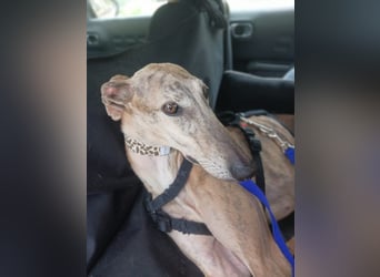 Lea - Mini-Galga möchte gerne zu dir ziehen!