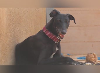 Seniorin Cleo sucht dringend einen warmen Platz vor dem Winter