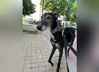 Gina - süße Fusselgalga sucht ihr Zuhause